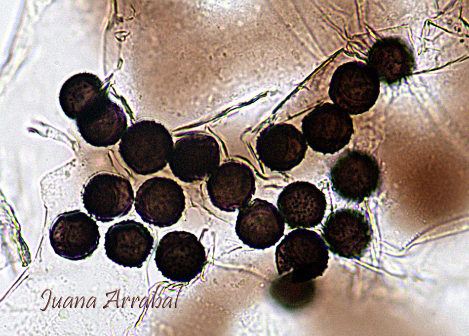 Otro bello Myxo. Lamproderma acanthosporum. Kowalski